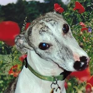 Meet your Posher, Bonnie